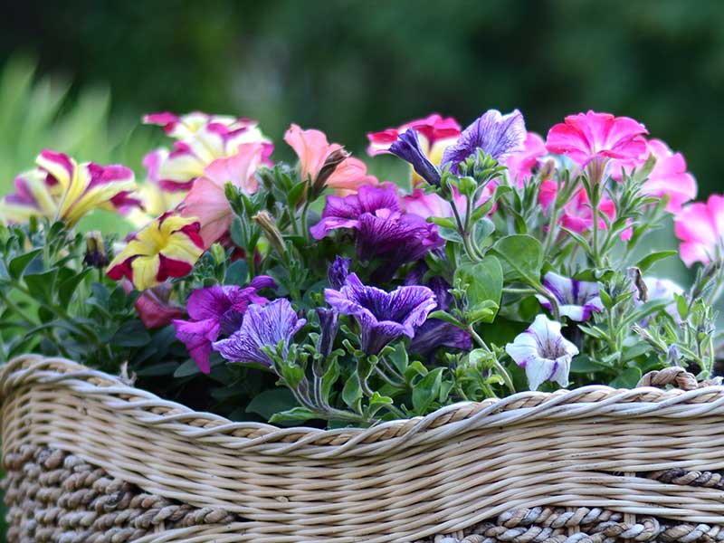 Olika sorter av petunia i korg - pix Olika sorter av petunia i korg - pix