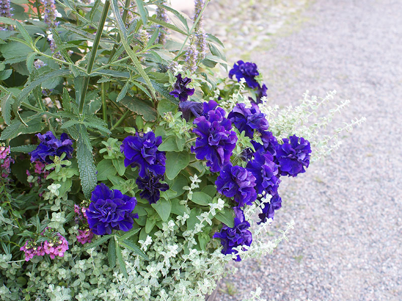 Samplantering med petunia i ampel