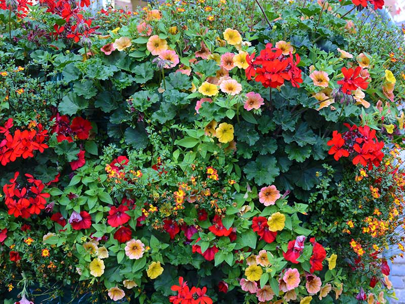 Samplantering sommarblommor pelargon, petunia, tvlilingblomma