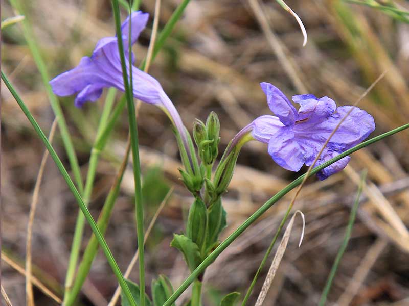 Vildväxande petunia Sydamerika