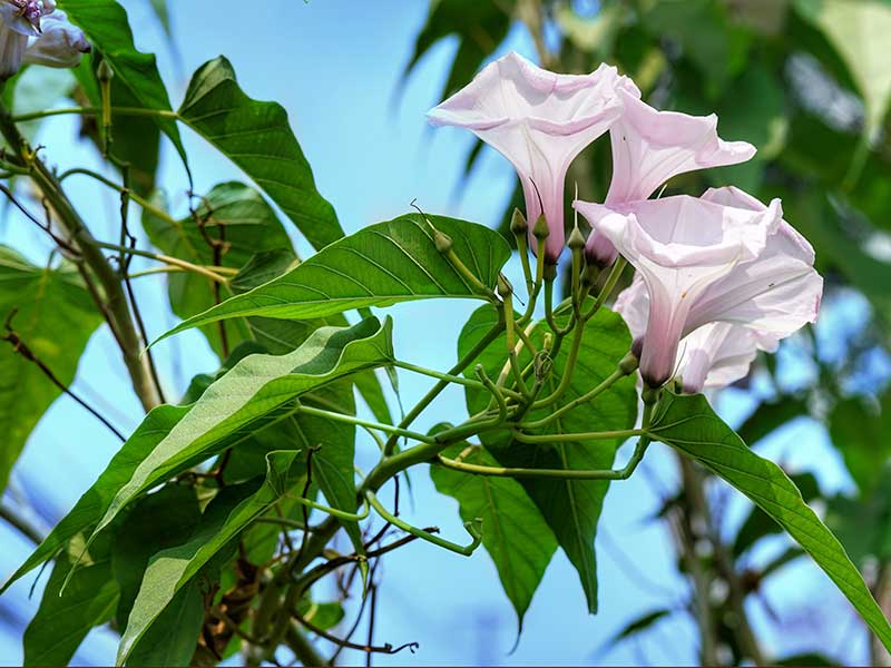 Ljusrosa purpurvinda