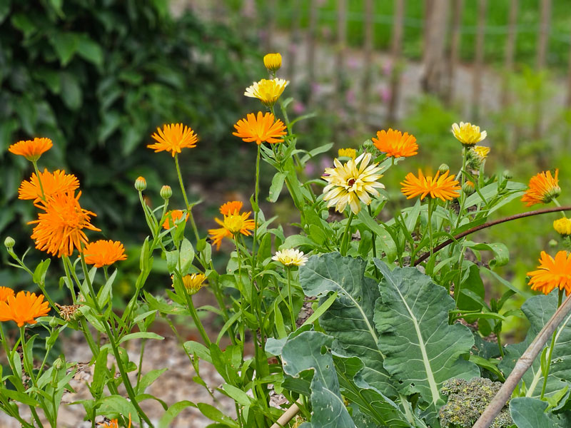 Ringblommor i pallkrage - LS