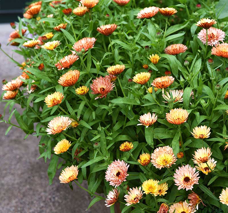 Inramning av rabatt med ringblommor