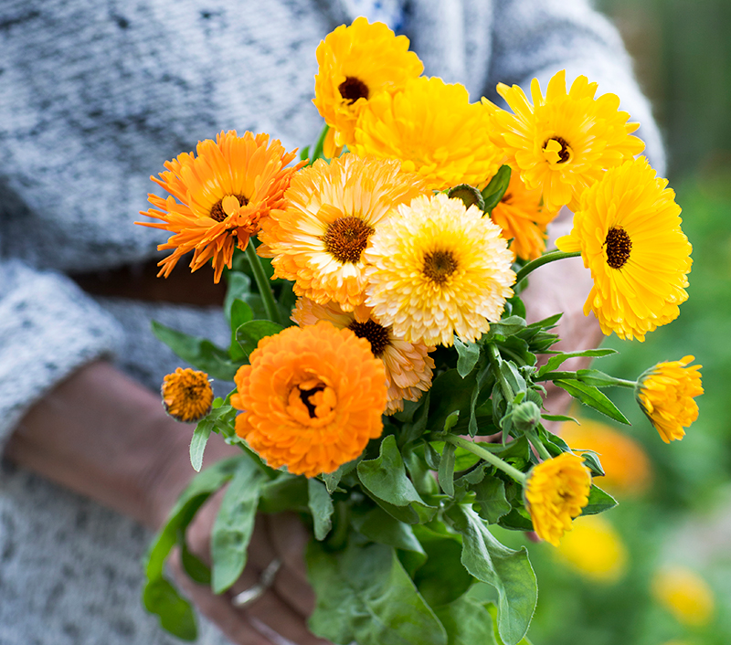 Plockning av ringblommor