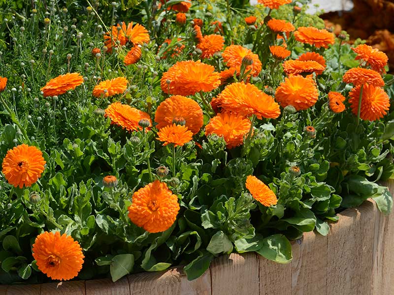 Odling av ringblommor i pallkrage