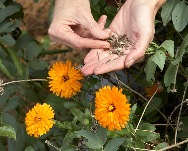 Mogna frön av ringblomma för självsådd