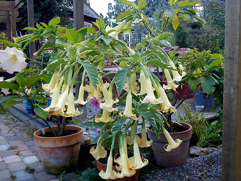 Brokbladig änglatrumpet med stora gula blommor