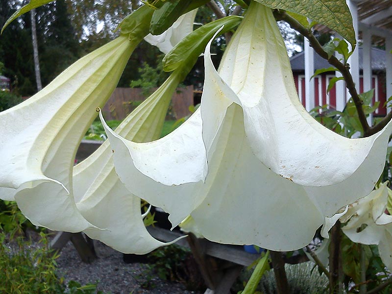 Änglatrumpet med stora vita klockformade blommor