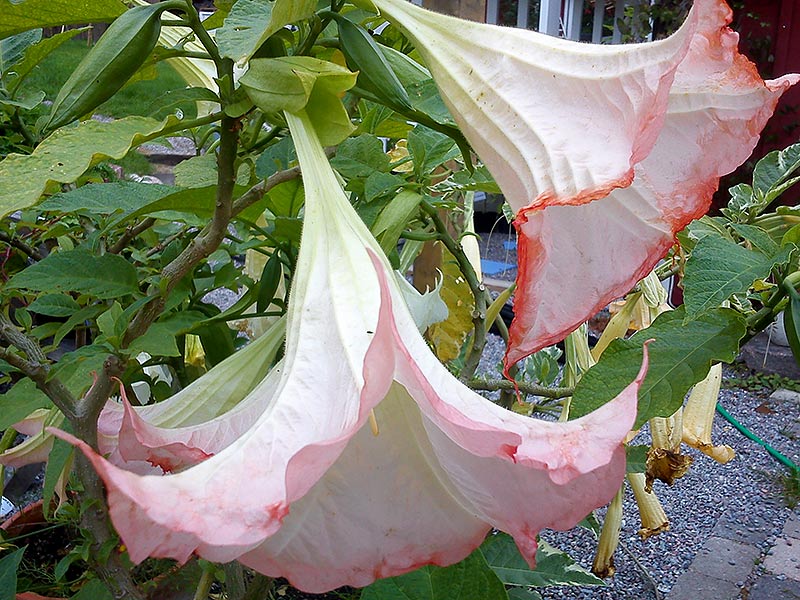 Änglatrumpet med rosakantade blommor