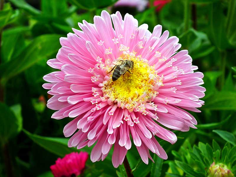 Pollinering av rosa sommaraster