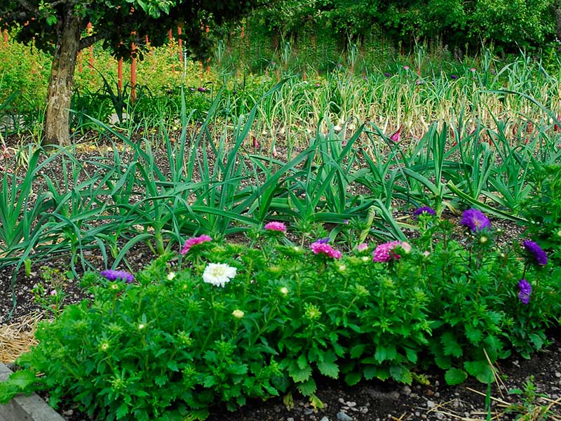 Sommaraster i köksträdgård potager - x