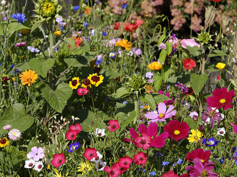 Mixade sommarblommor i rabatt - pix