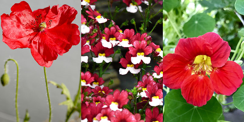 Olika röda sommarblommor