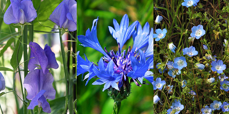 Olika blå / lila sommarblommor