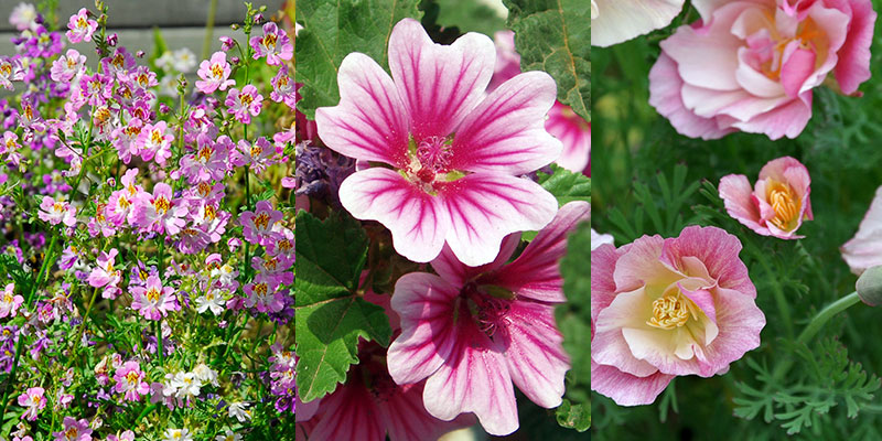 Olika rosa sommarblommor