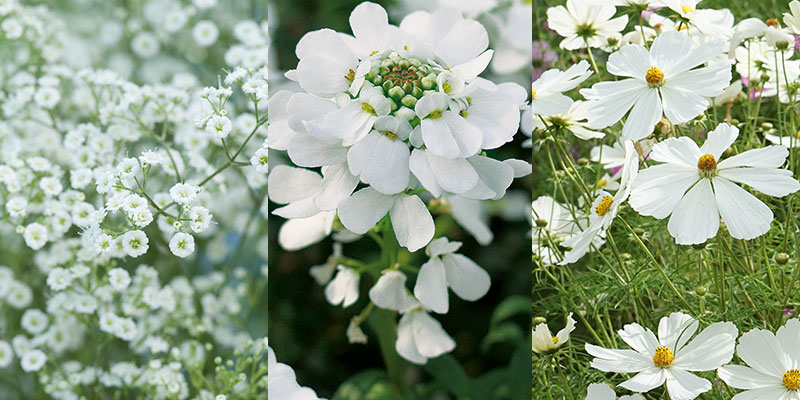 Olika vita sommarblommor