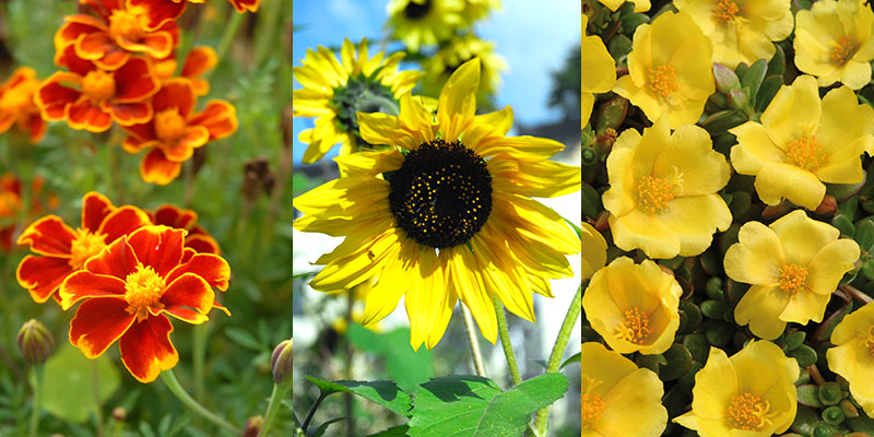 Olika gula / orange sommarblommor