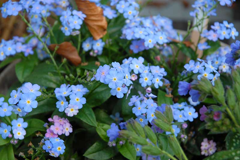 Förgätmigej självsådd sommarblomma
