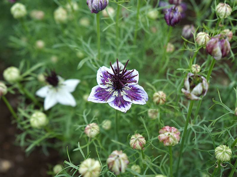 Jungfrun i det gröna, Nigella kan sås på hösten