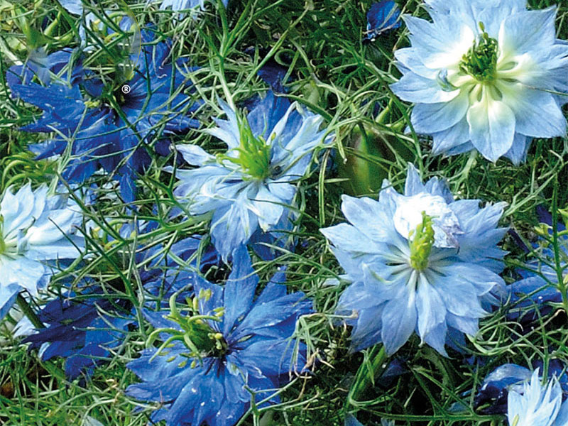 Jungfrun i det gröna 'Dwarf Moody Blue'