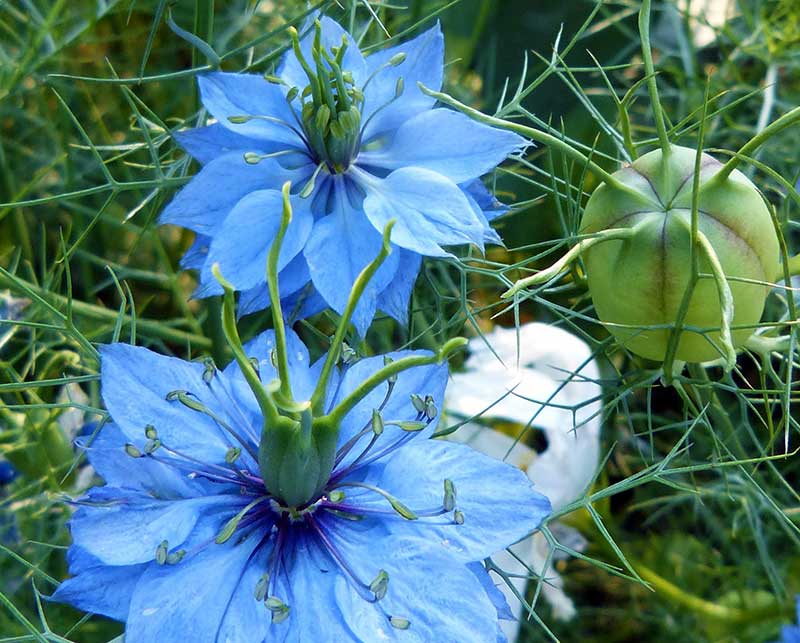 Frökapsel och blomma av Jungfrun i det gröna