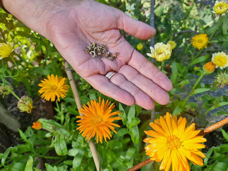 Frön och blomma av ringblomma - LS