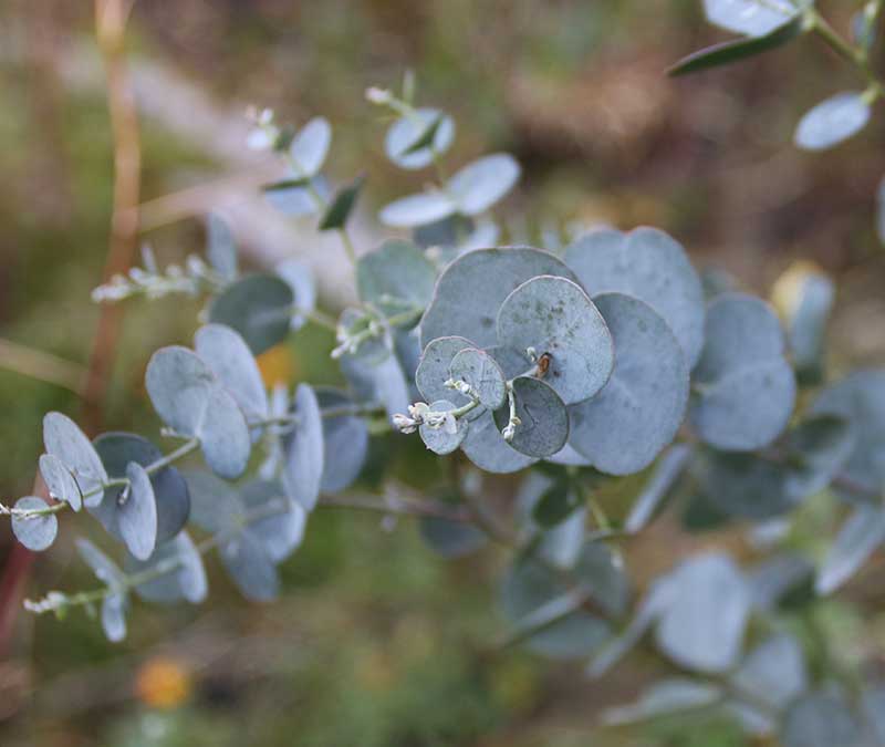 Eukalyptus feberträd