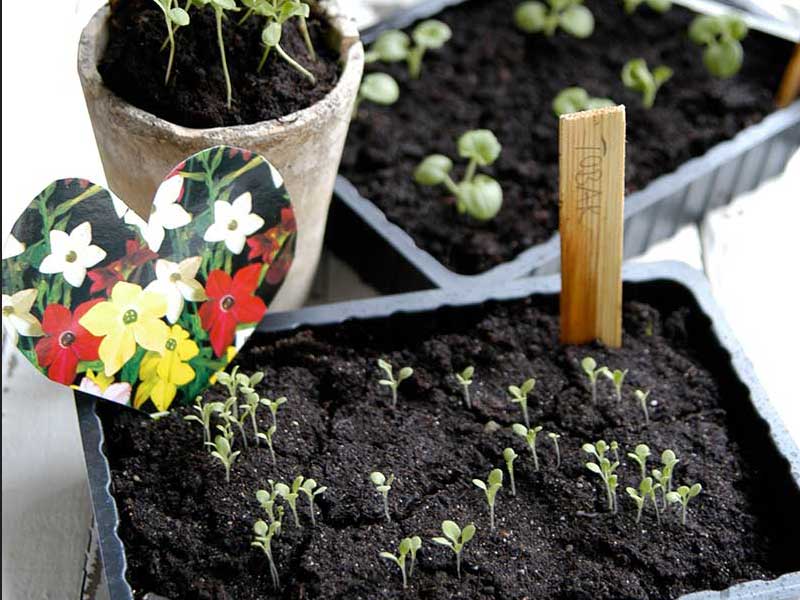 Frösådd av tidiga sommarblommor