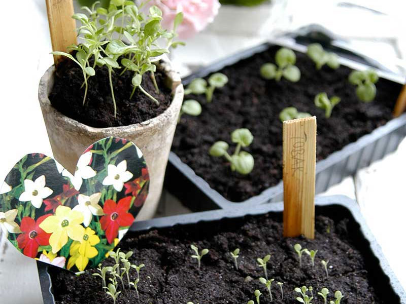 Frösådd tidiga sommarblommor - x