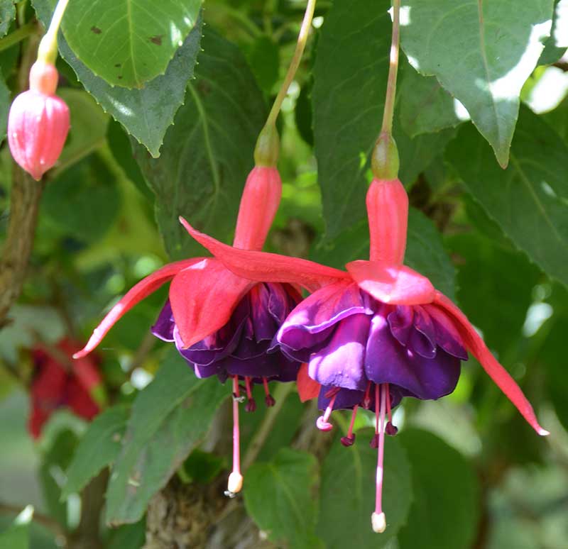Fuchsia sommarblomma