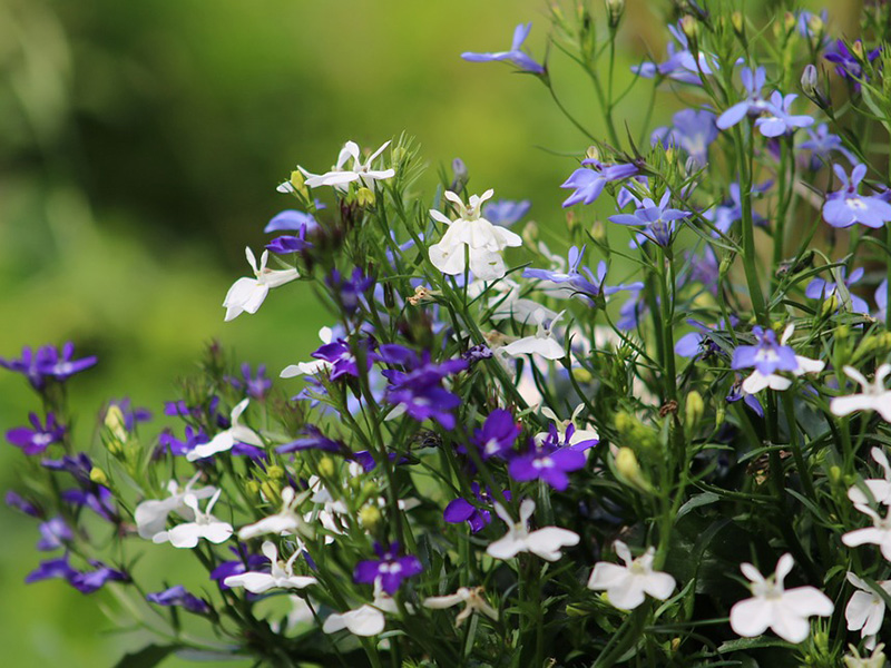 Hänglobelia sommarblomma