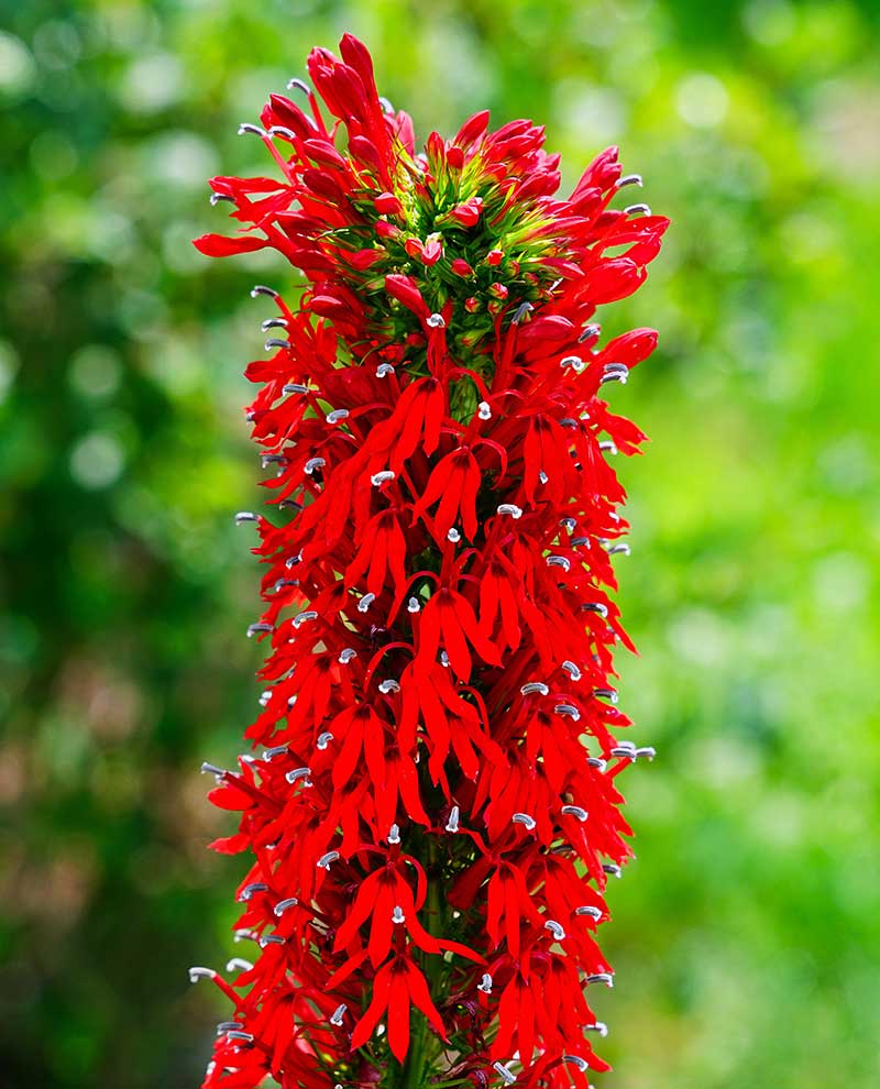 Röd rabattlobelia sommarblomma