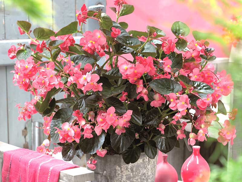 Sommarbegonia i kruka - x