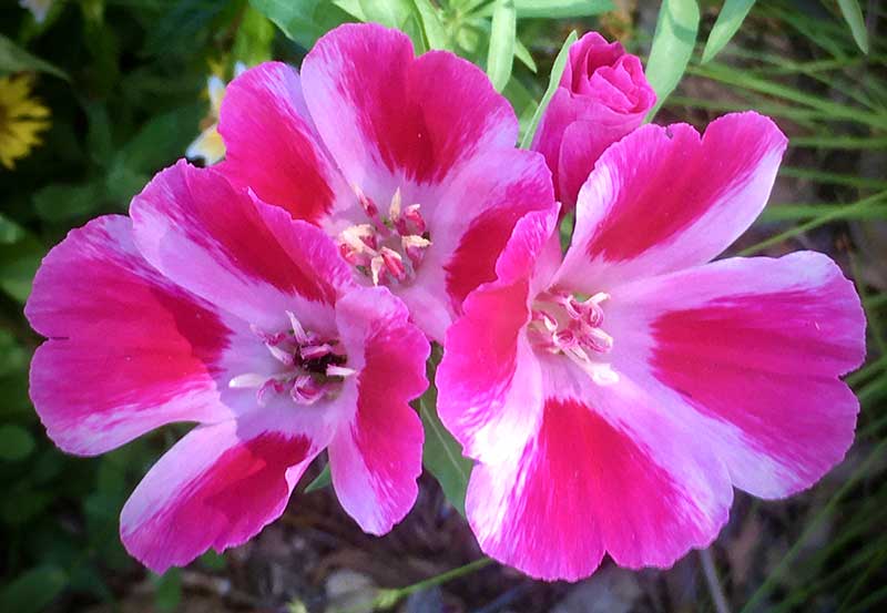 Atlasblomma sommarblomma till snitt