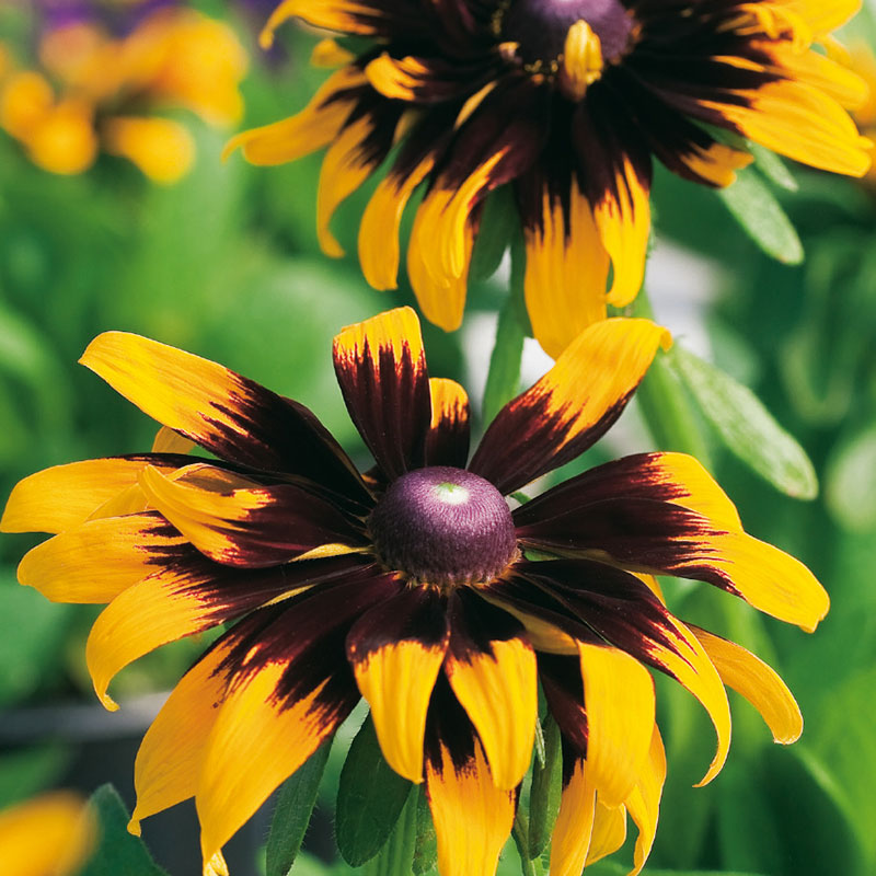 Sommarrudbeckia odlad till bukett