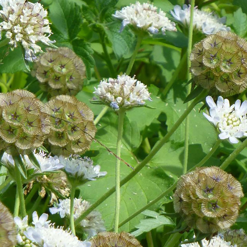 Stjärnvädd som snittblomma