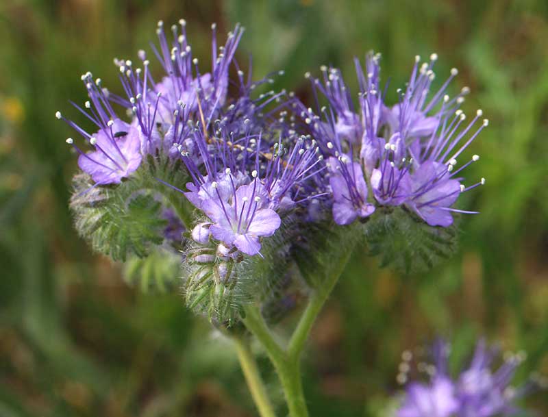 HOnungsfaecelia lilablå blomma
