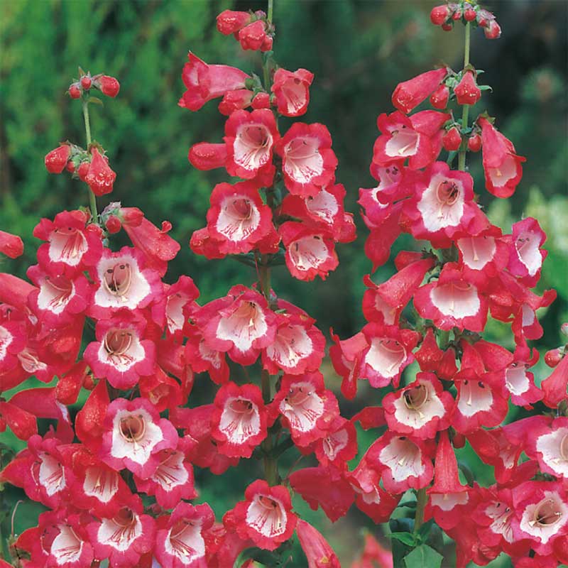 Höstskäggört penstemon som snittblomma