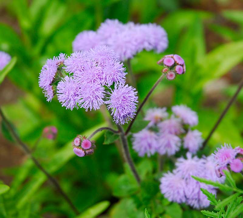 ageratum leverbalsam sommarblomma snittblomma