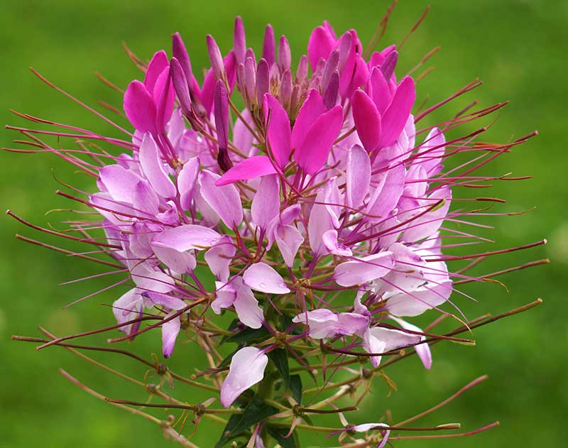 Paradisblomster till bukett