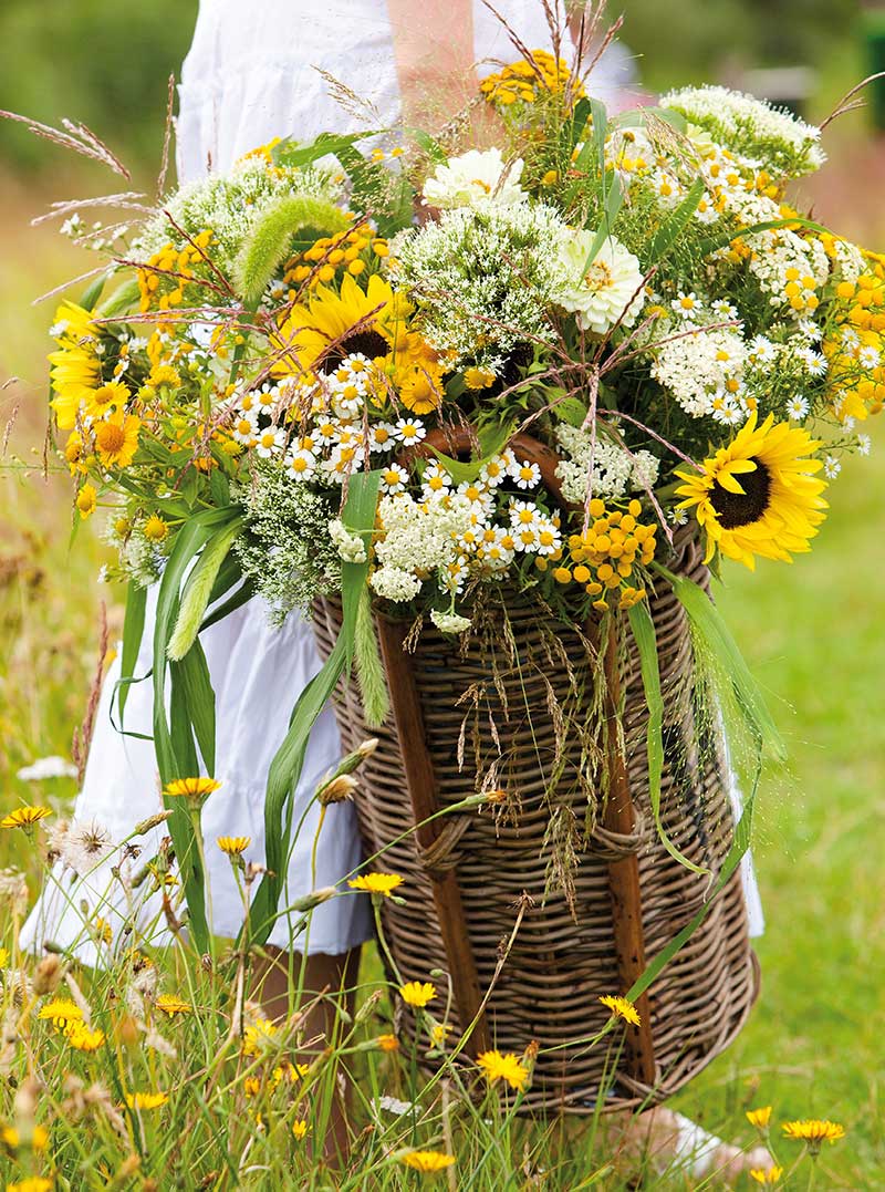 Skörd av sommarblommor till buketter - x