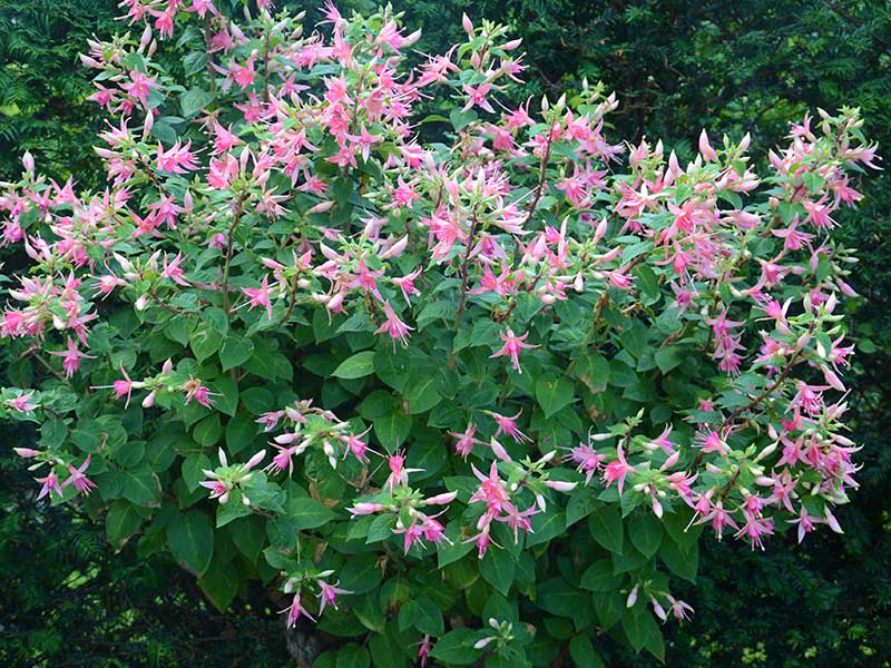 uppslammad fuchsia i skugga uppslammad fuchsia i skugga