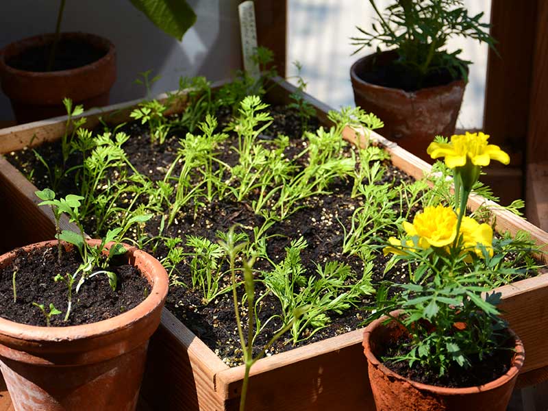 Frösådd av tagetes