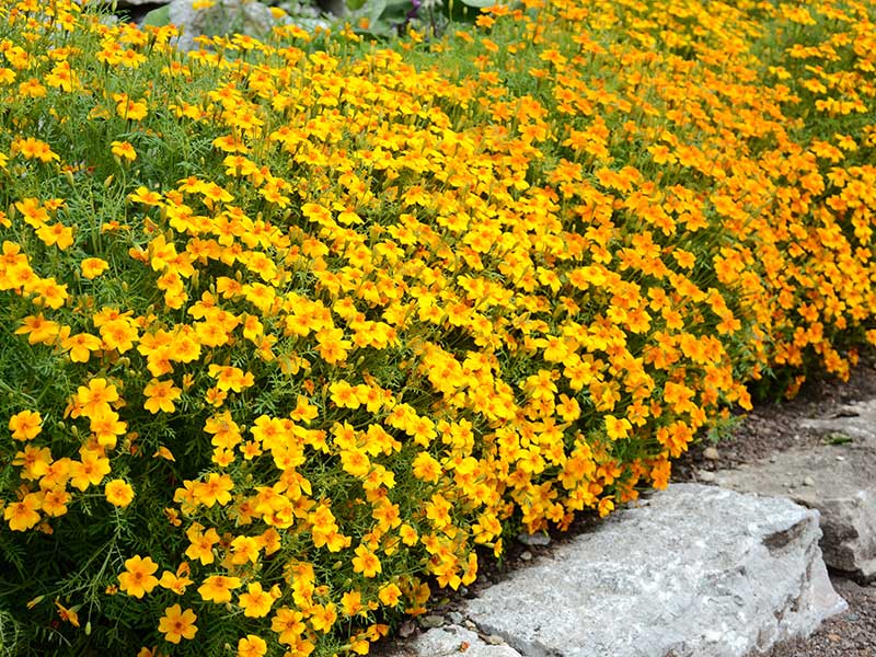 LIten tagetes orange gul