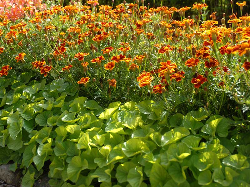 Tagetes som inramning av rabatt