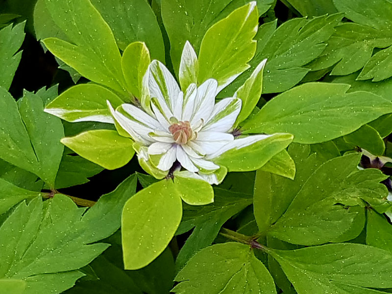 Vitsippa Anemone Multiplicity, vit blomma