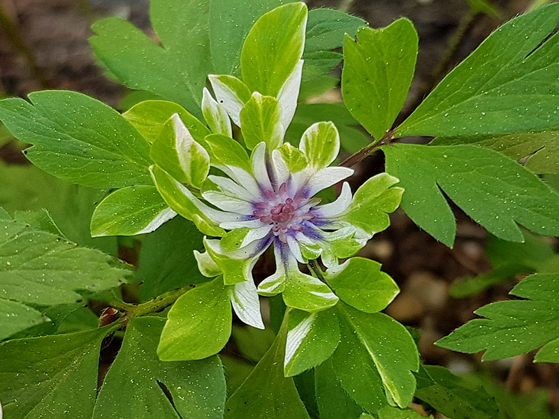 VItsippa Anemone nemorosa Multiplicity