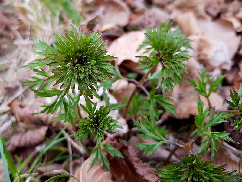 A. nemorosa virescens