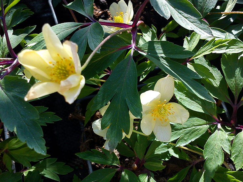 Gulblommig Svavelsippa Anemone x lipsiensis