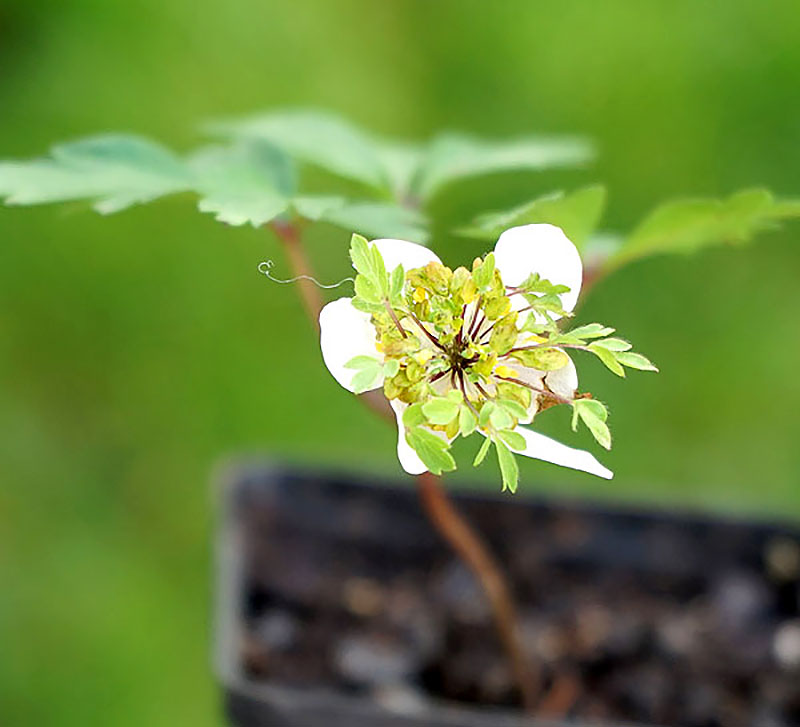 Vitsippa Anemone nemorosa 'Greenfingers'